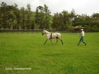 Doma - charreteamento
 