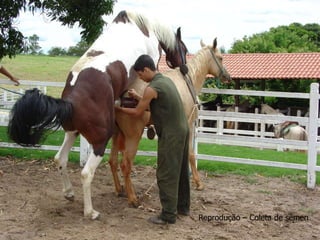 Reprodução – Coleta de sêmen
 
