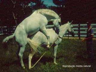 Reprodução monta natural
 