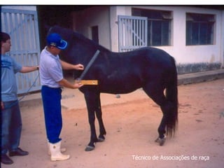 Técnico de Associações de raça
 