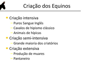 Criação dos Equinos
• Criação intensiva
– Puros Sangue Inglês
– Cavalos de hipismo clássico
– Animais de hípicas
• Criação semi-intensiva
– Grande maioria dos criatórios
• Criação extensiva
– Produção de muares
– Pantaneiro
 