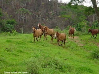 Éguas soltas no pasto
 