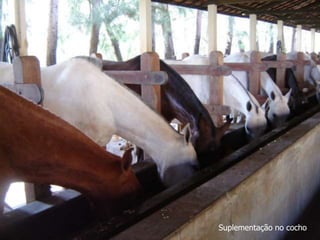 Suplementação no cocho
 
