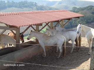 Suplentação a pasto
 