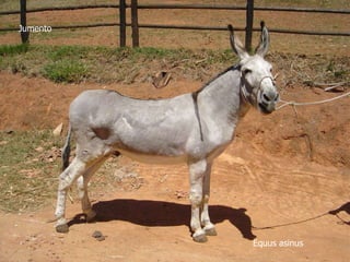 Jumento
Equus asinus
 