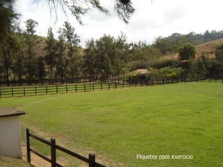 Piquetes para exercício
 