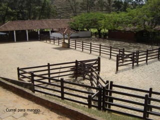 Curral para manejo
 