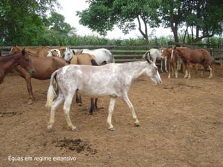 Éguas em regime extensivo
 