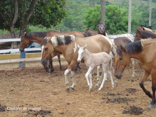 Criatório de muares
 