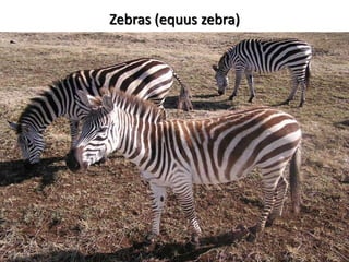Zebras (equus zebra)
 
