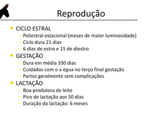 Reprodução
• CICLO ESTRAL
– Poliestral estacional (meses de maior luminosidade)
– Ciclo dura 21 dias
– 6 dias de estro e 15 de diestro
• GESTAÇÃO
– Dura em média 330 dias
– Cuidados com o a égua no terço final gestação
– Partos geralmente sem complicações
• LACTAÇÃO
– Boa produtora de leite
– Pico de lactação aos 50 dias
– Duração da lactação: 6 meses
 