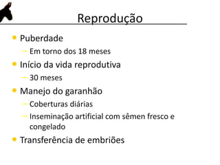 • Puberdade
– Em torno dos 18 meses
• Início da vida reprodutiva
– 30 meses
• Manejo do garanhão
– Coberturas diárias
– Inseminação artificial com sêmen fresco e
congelado
• Transferência de embriões
Reprodução
 
