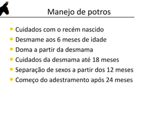 Manejo de potros
• Cuidados com o recém nascido
• Desmame aos 6 meses de idade
• Doma a partir da desmama
• Cuidados da desmama até 18 meses
• Separação de sexos a partir dos 12 meses
• Começo do adestramento após 24 meses
 