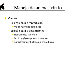 Manejo do animal adulto
• Macho
– Seleção para a reprodução
• Maior rigor que as fêmeas
– Seleção para o desempenho
• Treinamento contínuo
• Participação de provas e eventos
• Bom desempenho levam a reprodução
 