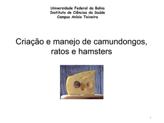 Universidade Federal da Bahia
Instituto de Ciências da Saúde
Campus Anísio Teixeira
Criação e manejo de camundongos,
ratos e hamsters
1
 
