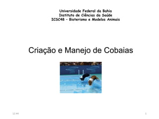 Universidade Federal da Bahia
Instituto de Ciências da Saúde
ICSC48 – Bioterismo e Modelos Animais
Criação e Manejo de Cobaias
12:44 1
 
