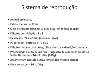 Sistema de reprodução
• Animal poliéstrico
• Estro - menos de 12 hs
• Ciclo estral completo de 13 a 25 dias (em média 16 dias)
• Filhotes por ninhada - 1 a 8
• Gestação - 59 a 72 dias (média 63 dias)
• Puberdade - entre 55 e 70 dias
• Filhotes nascem com pêlos, olhos abertos e dentição completa
• Precocidade e auto-suficiência – ingestão de alimentos sólidos 3-
5 dias Desmame - 14 – 21 dias (180g)
• Amamentam crias de outras fêmeas (do mesmo grupo)
• Peso ao nascer - 80 - 100 g
 