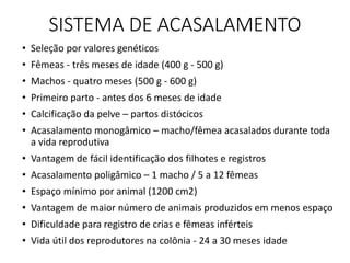SISTEMA DE ACASALAMENTO
• Seleção por valores genéticos
• Fêmeas - três meses de idade (400 g - 500 g)
• Machos - quatro meses (500 g - 600 g)
• Primeiro parto - antes dos 6 meses de idade
• Calcificação da pelve – partos distócicos
• Acasalamento monogâmico – macho/fêmea acasalados durante toda
a vida reprodutiva
• Vantagem de fácil identificação dos filhotes e registros
• Acasalamento poligâmico – 1 macho / 5 a 12 fêmeas
• Espaço mínimo por animal (1200 cm2)
• Vantagem de maior número de animais produzidos em menos espaço
• Dificuldade para registro de crias e fêmeas inférteis
• Vida útil dos reprodutores na colônia - 24 a 30 meses idade
 