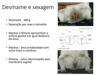 Desmame e sexagem
• Desmame - 180 g
• Separação por sexo e tamanho
• Machos e fêmeas apresentam o
orifício genital em igual distância
do ânus
• Machos - área arredondada com
sulco único e contínuo
• Fêmeas - sulco interrompido pela
membrana vaginal
 