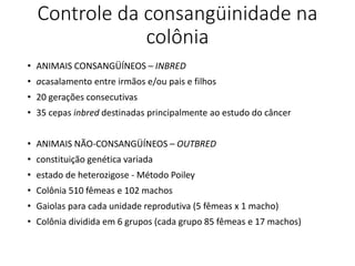 Controle da consangüinidade na
colônia
• ANIMAIS CONSANGÜÍNEOS – INBRED
• acasalamento entre irmãos e/ou pais e filhos
• 20 gerações consecutivas
• 35 cepas inbred destinadas principalmente ao estudo do câncer
• ANIMAIS NÃO-CONSANGÜÍNEOS – OUTBRED
• constituição genética variada
• estado de heterozigose - Método Poiley
• Colônia 510 fêmeas e 102 machos
• Gaiolas para cada unidade reprodutiva (5 fêmeas x 1 macho)
• Colônia dividida em 6 grupos (cada grupo 85 fêmeas e 17 machos)
 