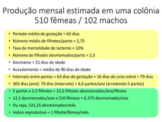 Produção mensal estimada em uma colônia
510 fêmeas / 102 machos
• Período médio de gestação = 63 dias
• Número médio de filhotes/parto = 2,75
• Taxa de mortalidade de lactente = 10%
• Número de filhotes desmamados/parto = 2,5
• Desmame = 21 dias de idade
• Acasalamento = média de 90 dias de idade
• Intervalo entre partos = 63 dias de gestação + 16 dias de ciclo estral = 79 dias
• 365 dias (ano): 79 dias (intervalo) = 4,6 partos/ano (arredonda 5 partos)
• 5 partos x 2,5 filhotes = 12,5 filhotes desmamados/ano/fêmea
• 12,5 desmamados/ano x 510 fêmeas = 6.375 desmamados/ano
• Ou seja, 531,25 desmamados/mês
• índice reprodutivo = 1 filhote/fêmea/mês.
 