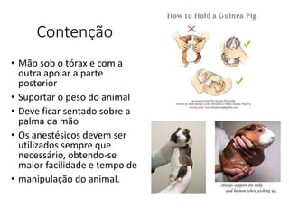 Contenção
• Mão sob o tórax e com a
outra apoiar a parte
posterior
• Suportar o peso do animal
• Deve ficar sentado sobre a
palma da mão
• Os anestésicos devem ser
utilizados sempre que
necessário, obtendo-se
maior facilidade e tempo de
• manipulação do animal.
 