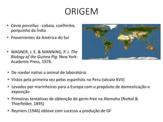 ORIGEM
• Cavia porcellus - cobaia, coelhinho,
porquinho da Índia
• Provenientes da América do Sul
• WAGNER, J. E. & MANNING, P. J. The
Biology of the Guinea Pig. New York:
Academic Press, 1976.
• De roedor nativo a animal de laboratório
• Vistos pela primeira vez pelos espanhóis no Peru (século XVII)
• Levados por marinheiros para a Europa com o propósito de domesticação e
exposição
• Primeiras tentativas de obtenção de germ-free na Alemaha (Nuttal &
Thierfelder, 1895)
• Reyniers (1946) obteve com sucesso a produção de GF
 