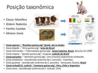 Posição taxonômica
• Classe: Mamífera
• Ordem: Rodentia
• Família: Cavidae
• Gênero: Cavia
• Cavia aperea – "Brazilian guinea pig" (preá), até os Andes
• Cavia fulgida – "shiny guinea pig", leste do Brasil
• Cavia intermedia – "intermediate guinea pig", Santa Catarina, Brasil, descrita em 1999
• Cavia magna – "greater guinea pig", Uruguay, sudeste do Brasil
• Cavia porcellus – "domestic guinea pig", sem ancestral exatamente conhecido
• Cavia anolaimae - considerado sinônimo de C. porcellus - Colombia
• Cavia guianae - considerado sinônimo de C. porcellus - Venezuela, Guiana, Brasil
• Cavia tschudii (C. cutleri)– "montane guinea pig", Peru, Chile e Argentina
• Cavia nana - considerado sinônimo de C. tschudii, Chile
 