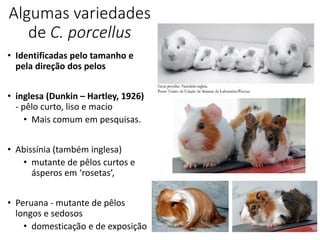 Algumas variedades
de C. porcellus
• Identificadas pelo tamanho e
pela direção dos pelos
• inglesa (Dunkin – Hartley, 1926)
- pêlo curto, liso e macio
• Mais comum em pesquisas.
• Abissínia (também inglesa)
• mutante de pêlos curtos e
ásperos em ‘rosetas’,
• Peruana - mutante de pêlos
longos e sedosos
• domesticação e de exposição
 