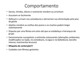 Comportamento
• Sociais, tímidos, dóceis e raramente mordem ou arranham
• Assustam-se facilmente
• Defecam e urinam nos comedouros e derramam sua alimentação pelo piso
da gaiola
• Adultos mordem as orelhas dos jovens e os machos podem brigar
violentamente
• Disputas por uma fêmea em estro até que se estabeleça a hierarquia do
grupo
• Extremamente susceptíveis a estímulos estressantes (alterações ambientais,
modificações na ração, no comedouro, na água e no bebedouro, barulho
intenso, movimentos bruscos)
• Miopatia de contenção!!!
• Cuidados com fêmeas gestantes
 