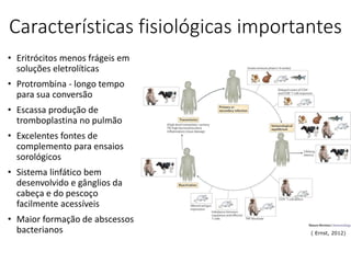 Características fisiológicas importantes
• Eritrócitos menos frágeis em
soluções eletrolíticas
• Protrombina - longo tempo
para sua conversão
• Escassa produção de
tromboplastina no pulmão
• Excelentes fontes de
complemento para ensaios
sorológicos
• Sistema linfático bem
desenvolvido e gânglios da
cabeça e do pescoço
facilmente acessíveis
• Maior formação de abscessos
bacterianos ( Ernst, 2012)
 