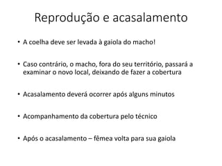 Reprodução e acasalamento
• A coelha deve ser levada à gaiola do macho!
• Caso contrário, o macho, fora do seu território, passará a
examinar o novo local, deixando de fazer a cobertura
• Acasalamento deverá ocorrer após alguns minutos
• Acompanhamento da cobertura pelo técnico
• Após o acasalamento – fêmea volta para sua gaiola
 