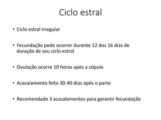 Ciclo estral
• Ciclo estral irregular
• Fecundação pode ocorrer durante 12 dos 16 dias de
duração de seu ciclo estral
• Ovulação ocorre 10 horas após a cópula
• Acasalamento feito 30-40 dias após o parto
• Recomendado 3 acasalamentos para garantir fecundação
 