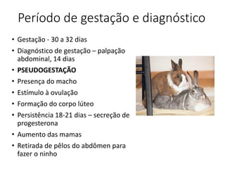 Período de gestação e diagnóstico
• Gestação - 30 a 32 dias
• Diagnóstico de gestação – palpação
abdominal, 14 dias
• PSEUDOGESTAÇÃO
• Presença do macho
• Estímulo à ovulação
• Formação do corpo lúteo
• Persistência 18-21 dias – secreção de
progesterona
• Aumento das mamas
• Retirada de pêlos do abdômen para
fazer o ninho
 