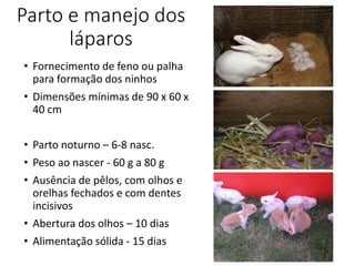 Parto e manejo dos
láparos
• Fornecimento de feno ou palha
para formação dos ninhos
• Dimensões mínimas de 90 x 60 x
40 cm
• Parto noturno – 6-8 nasc.
• Peso ao nascer - 60 g a 80 g
• Ausência de pêlos, com olhos e
orelhas fechados e com dentes
incisivos
• Abertura dos olhos – 10 dias
• Alimentação sólida - 15 dias
 