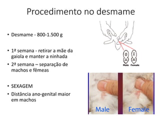 Procedimento no desmame
• Desmame - 800-1.500 g
• 1ª semana - retirar a mãe da
gaiola e manter a ninhada
• 2ª semana – separação de
machos e fêmeas
• SEXAGEM
• Distância ano-genital maior
em machos
 