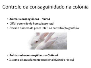 Controle da consagüinidade na colônia
• Animais consangüíneos – Inbred
• Difícil obtenção de homozigose total
• Elevado número de genes letais na constituição genética
• Animais não-consangüíneos – Outbred
• Sistema de acasalamento rotacional (Método Poiley)
 