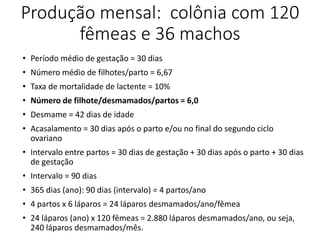 Produção mensal: colônia com 120
fêmeas e 36 machos
• Período médio de gestação = 30 dias
• Número médio de filhotes/parto = 6,67
• Taxa de mortalidade de lactente = 10%
• Número de filhote/desmamados/partos = 6,0
• Desmame = 42 dias de idade
• Acasalamento = 30 dias após o parto e/ou no final do segundo ciclo
ovariano
• Intervalo entre partos = 30 dias de gestação + 30 dias após o parto + 30 dias
de gestação
• Intervalo = 90 dias
• 365 dias (ano): 90 dias (intervalo) = 4 partos/ano
• 4 partos x 6 láparos = 24 láparos desmamados/ano/fêmea
• 24 láparos (ano) x 120 fêmeas = 2.880 láparos desmamados/ano, ou seja,
240 láparos desmamados/mês.
 
