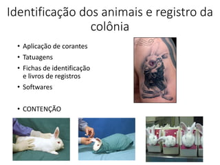 Identificação dos animais e registro da
colônia
• Aplicação de corantes
• Tatuagens
• Fichas de identificação
e livros de registros
• Softwares
• CONTENÇÃO
 