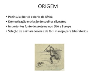 ORIGEM
• Península Ibérica e norte da África
• Domesticação e criação de coelhos silvestres
• Importantes fonte de proteína nos EUA e Europa
• Seleção de animais dóceis e de fácil manejo para laboratórios
 