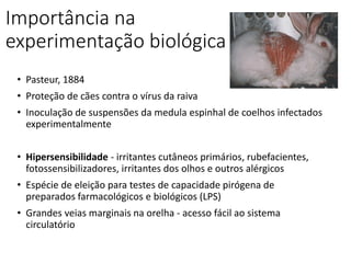 Importância na
experimentação biológica
• Pasteur, 1884
• Proteção de cães contra o vírus da raiva
• Inoculação de suspensões da medula espinhal de coelhos infectados
experimentalmente
• Hipersensibilidade - irritantes cutâneos primários, rubefacientes,
fotossensibilizadores, irritantes dos olhos e outros alérgicos
• Espécie de eleição para testes de capacidade pirógena de
preparados farmacológicos e biológicos (LPS)
• Grandes veias marginais na orelha - acesso fácil ao sistema
circulatório
 