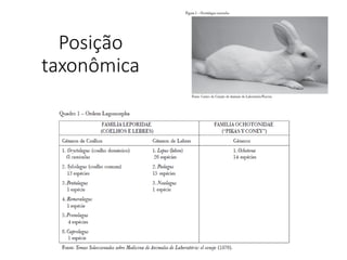 Posição
taxonômica
 