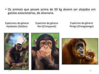 Espécimes do gênero
Hylobates (Gibões)
Espécime do gênero
Pan (Chimpanzé)
• Os animais que pesam acima de 50 kg devem ser alojados em
gaiolas estacionárias, de alvenaria.
Espécime do gênero
Pongo (Orangotango)
12:45 10
 