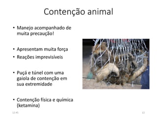 Contenção animal
• Manejo acompanhado de
muita precaução!
• Apresentam muita força
• Reações imprevisíveis
• Puçá e túnel com uma
gaiola de contenção em
sua extremidade
• Contenção física e química
(ketamina)
12:45 12
 