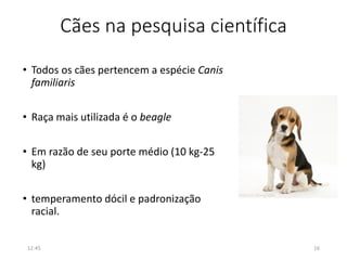 Cães na pesquisa científica
• Todos os cães pertencem a espécie Canis
familiaris
• Raça mais utilizada é o beagle
• Em razão de seu porte médio (10 kg-25
kg)
• temperamento dócil e padronização
racial.
12:45 16
 