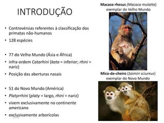 INTRODUÇÃO
• Controvérsias referentes à classificação dos
primatas não-humanos
• 128 espécies
• 77 do Velho Mundo (Ásia e África)
• infra-ordem Catarhini (kata = inferior; rhini =
nariz)
• Posição das aberturas nasais
• 51 do Novo Mundo (América)
• Platyrrhini (platy = largo, rhini = nariz)
• vivem exclusivamente no continente
americano
• exclusivamente arborícolas
Macaco rhesus (Macaca mulatta)
exemplar do Velho Mundo
Mico-de-cheiro (Saimiri sciureus)
exemplar do Novo Mundo
12:45 2
 