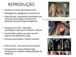 REPRODUÇÃO
• Estudos de campo são bastante úteis
• Monogâmicos, poligâmicos e promíscuos
• Velho Mundo - puberdade identificada com
início da menstruação e aumento do
diâmetro testicular/espermatogênese
• Fenômeno sex skin - alterações
morfológicas externas em machos e fêmeas
• Vermelhidão cutânea ao redor da linha
pubiana até debaixo da cauda
• Inchaços translúcidos / caráter cianótico
• Novo mundo - aumento do peso corporal
• Acasalamento sazonal (fotoperíodo,
temperatura, umidade e disponibilidade de
alimento)12:45 6
 