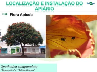 Flora Apícola




Spathodea campanulata
“Bisnagueira” e “Tulipa Africana”
 