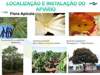 Flora Apícola




Stryphnodendron polyphylum   Ochroma pyramidale                   Spathodea campanulata
            Barbatimão       Pau de Balsa, Cortiça das Antilhas   “Bisnagueira” e “Tulipa Africana”
 