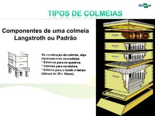 Componentes de uma colmeia
   Langstroth ou Padrão
 